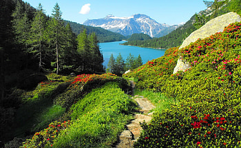 Lake pathway, blue, mountaun, nice, flwoers, greenery, pathway, slope, path, beautiful, grass, rocks, lake, summer, view, nature, sky, lovely HD wallpaper