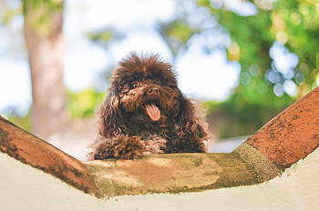 Animals, Dog, Muzzle, Protruding Tongue, Tongue Stuck Out, Puppy HD wallpaper