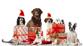 :-), animal, dog, craciun, cat, pisici, christmas, red, guinea pig, santa, hat, caine HD wallpaper