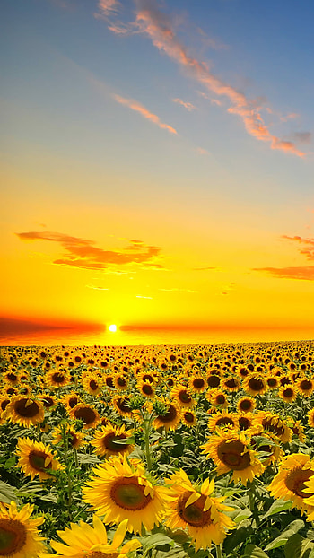 Sunflower , Stunning beauty, Captivating blooms, Nature's elegance HD phone wallpaper