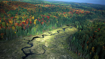 Algonquin Provincial Park.Ontario, provincial, green, red, trees, algonquin, park HD wallpaper