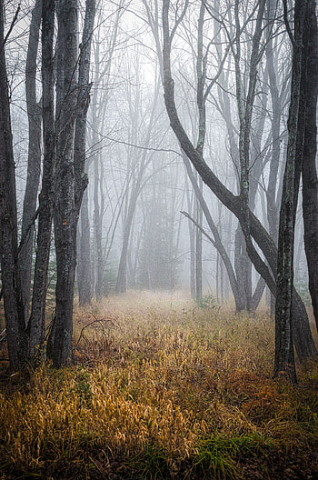 Nature, Trees, Grass, Forest, Fog, Dry HD phone wallpaper