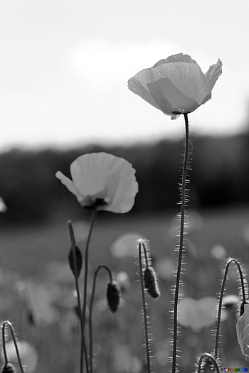 Poppy flower, Black and white, CC license, stock HD phone wallpaper