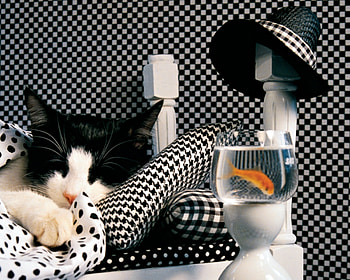 Sleeping cat, animal, white, black, cat, orange, pisica, funny, fish, hat, sleep HD wallpaper