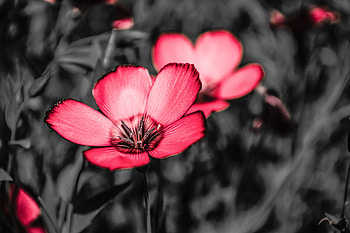 Flowers, Pink, Flower, Petals, Contrast HD wallpaper