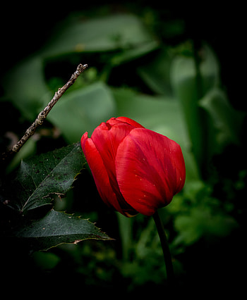 Red tulip, close up, leaves, bloom HD phone wallpaper