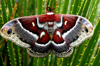 Columbia moth, black, colored, white grey, rust, moth HD wallpaper