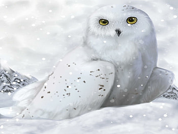 snow owl, wings, bird, art, snow HD wallpaper