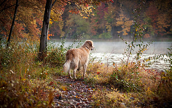 Animals, Rivers, Grass, Dog, Stroll HD wallpaper