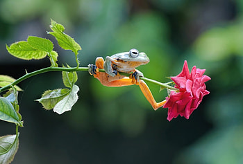 Frog, summer, rose, flower, green, broasca, red, trandafir HD wallpaper