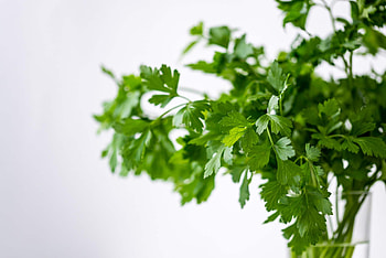 Parsley herb, Herbs and spices, Flavors and aromas, Culinary exploration HD wallpaper