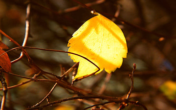 Nature, Autumn, Branches, Sheet, Leaf, Bars, Rods, Captivity HD wallpaper