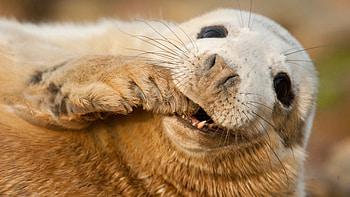 grey seal, Scotland, Sable Island, Funny teeth HD wallpaper