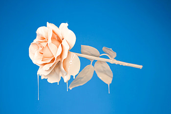 Liquid Rose , rose, flowers HD wallpaper