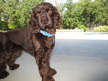 Attentive Puppy, Chocolate, Spaniel, and, BrownEyes, Cocker, Collar, Pink, Blue HD wallpaper