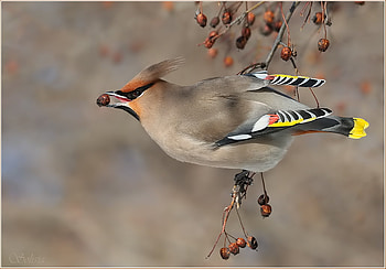 Waxwing, beak, bird, cute, berry, lovely HD wallpaper