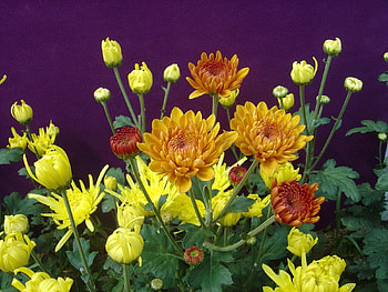 Flowers, Chrysanthemum, Greens, Flower Bed, Flowerbed, Buds HD wallpaper