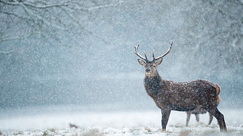 Deer, Snowfall HD wallpaper