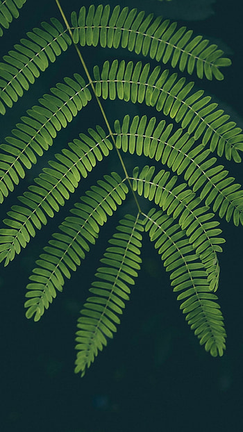 Leaf close-up, Captivating details HD phone wallpaper