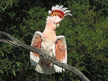 Majestic Mitchell's cockatoo HD wallpaper