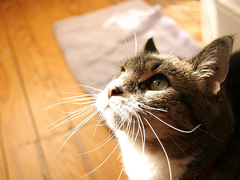 Animals, Cat, Muzzle, Sight, Opinion HD wallpaper