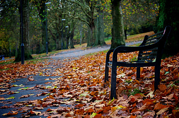 Slanted and enchanted, bench, slanted, autumn, enchanted, park HD wallpaper