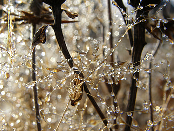 Grass, Web, Drops, Macro, Branches, Dew HD wallpaper