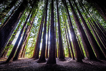 Redwood forest mural, Nature's artistry, Australian wilderness, Wall decor inspiration HD wallpaper