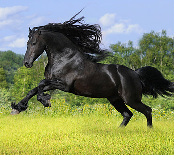 Friesian Horse, Animal, Running, Horse HD wallpaper