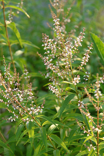 Lemon verbena facts, Health benefits, Herbal tea, Digestive aid HD phone wallpaper