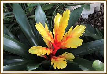 FRAMED FLOWERS, FLOWERS, NATURE, FEAMED HD wallpaper
