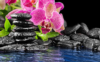 Скачать обои на рабочий стол. Рисунки цветов, Zen Pink HD wallpaper