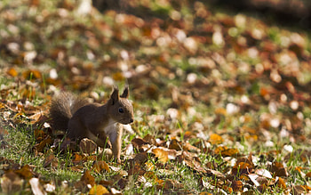 Animals, Squirrel, Grass, Autumn, Leaves, Stroll HD wallpaper