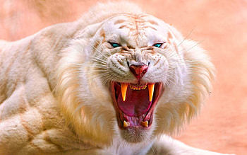 Angry Tiger, animal, white, tiger, forest HD wallpaper