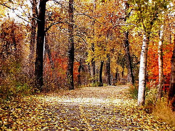 Walk throught the Forest, trees, autumn, leaves, light HD wallpaper