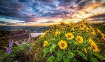 Rowena Crest - Oregon, river, flowers, mountains, slope, oregon HD wallpaper