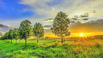 Sunset, trees, sky, field HD wallpaper
