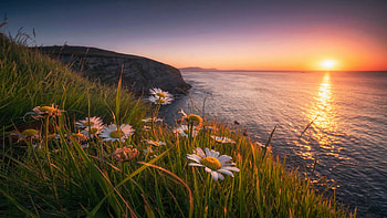 Bay of Biscay, Basque Country, Spain, flowers, sun, coast, sea, landscape, sky HD wallpaper
