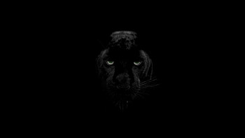 Black Panther, Animal, , Jaguar HD wallpaper