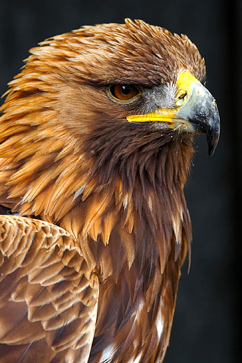Golden eagle , Glittering beauty, Luxurious backgrounds, Stunning details HD phone wallpaper
