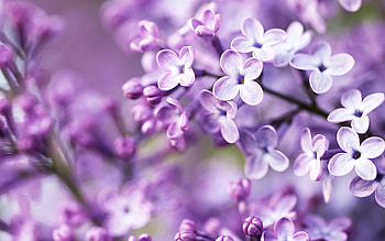 spring , Nature's beauty, now, Spring-themed background HD wallpaper