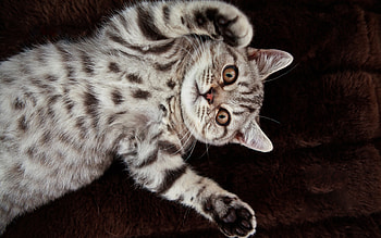 Animals, Cat, To Lie Down, Lie, Spotted, Spotty, Playful HD wallpaper