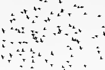 Artistic silhouette of birds in flight against a clear sky, showcasing a natural pattern. HD wallpaper