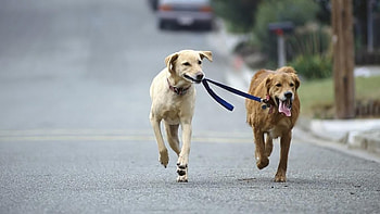 walkies, dogs, cute, funny, animals HD wallpaper