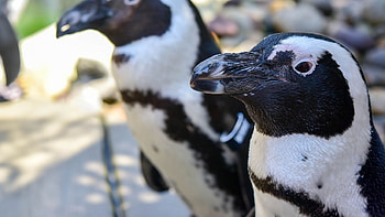 Penguin, Maryland Zoo encounter, Unique experience, Close wildlife encounter HD wallpaper