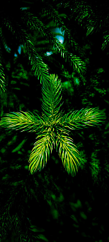 Pic by Ashok, terrestrial_plant, aquatic_plant HD phone wallpaper