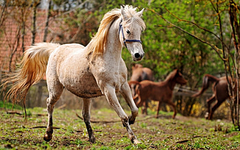 Horse, caballo, animals, cavalo HD wallpaper