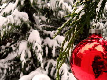 Glass Christmas Bulb on Snowy Tree, winter, snow, christmas, tree HD wallpaper
