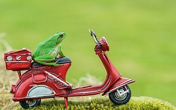 :), green, broasca, red, motorcycle, amphibian, funny, frog HD wallpaper