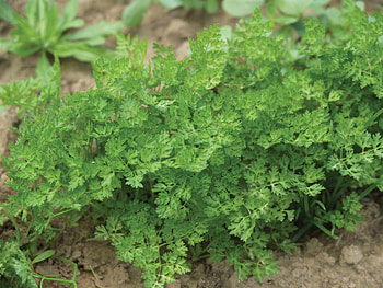 Chervil, Brussels winter vertissimo, William dam seeds HD wallpaper